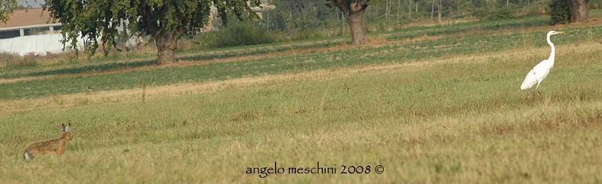 a presto